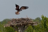 Osprey