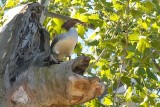 Nesting Female Merganser