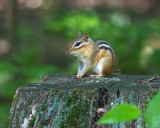 Chipmunk on Stump