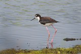 Black-necked Stilt