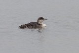 Loon in Bay