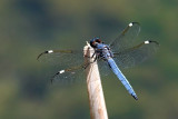 Spangled Skimmer Dragonfly