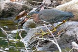 Green Heron