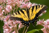 Tiger Swallowtail Butterfly