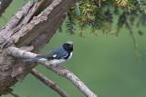 Black-throated Blue Warbler