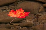 Maple Leaf in Creek