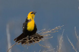 Yellow-Headed Blackbird male