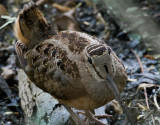 American Woodcock