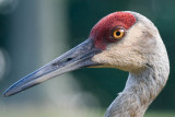 Sandhill crane portrait