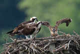 Ospreys feeding chick