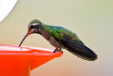 Magnificant Hummingbird (?)