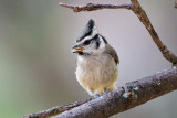 Bridled Titmouse