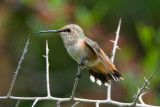 Rufous Hummingbird, Female