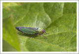 Cicadella viridis