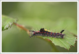 Orgya antiqua