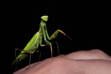 Praying Mantis (slight Crop)