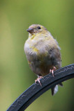 American Goldfinch I.jpg