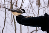 Visiting Nuthatch