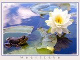 Heart-Lake-Frog