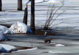 Opossum on thin ice in March