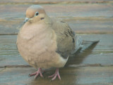 Mourning Dove - regular all year