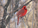 Male Cardinal - regular all year