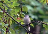 Tufted Titmouse - yard lifer. Rare in this area. However....
