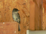 Eastern Phoebe