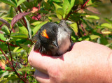 Eastern Kingbirds crown