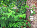 Red Elderberry shrubs for the birds