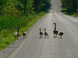 Canada Geese & goslings