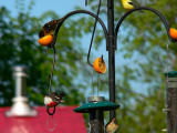 Variety at the feeders
