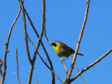 Common Yellowthroat at Issac Lake. As we drove by he posed. (Thanks Lea for taking this for me)