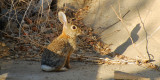 cottontail rabbit.jpg