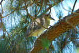 juvenile black crowned night heron.jpg