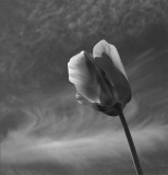 Tulipe rose(sic)