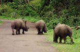 White Rhinos from Zambia