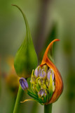 Agapanthus umbellatus