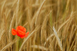 Tout petit coquelicot...