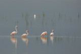 Flamingos from Ngorongoro