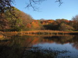 West Tisbury Foliage.jpg