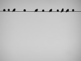 Birds on a Wire.jpg