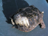Worn Turtle.jpg