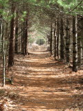 Forest Path.jpg