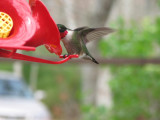 Hummingbird.jpg