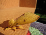 Mothra.jpg