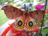 Moth Season.jpg