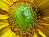 Sunflower.jpg