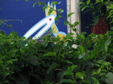 Odwalla Bird.jpg