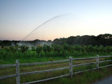 Sunflower Shower.jpg